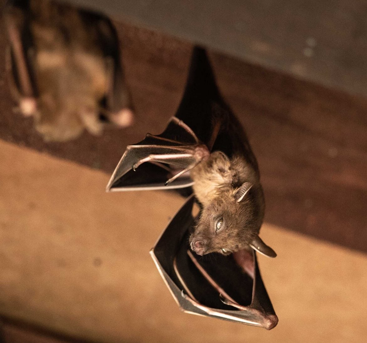 Wildlife-Bats in Griswold